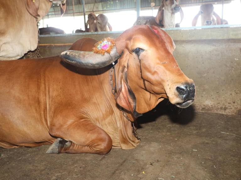 Devotees celebrating the sacred bond with Gau Mata