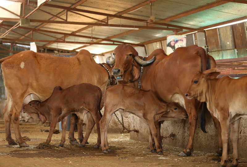 Traditional Gau Palan at Shri Leela Gaudham