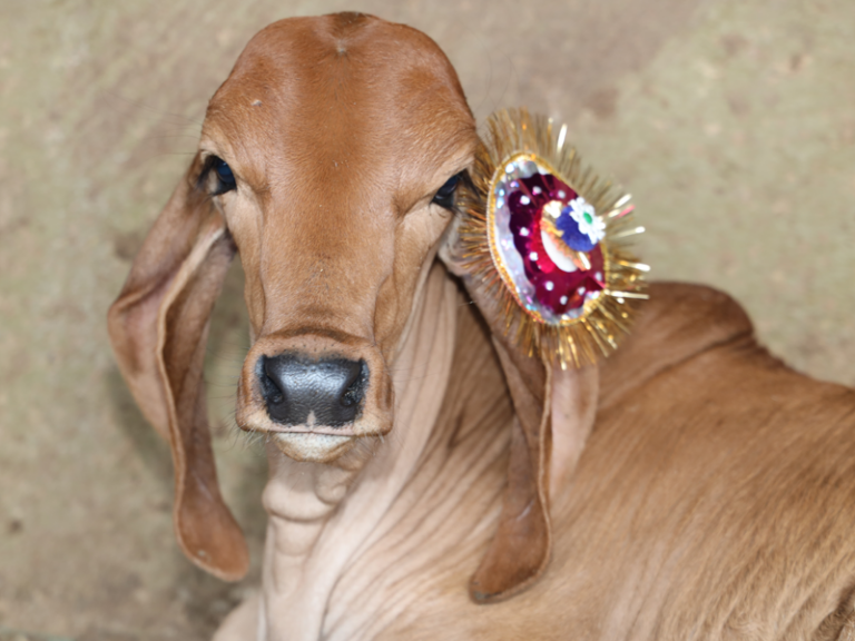 Sacred Raksha Bandhan rituals with Gau Mata