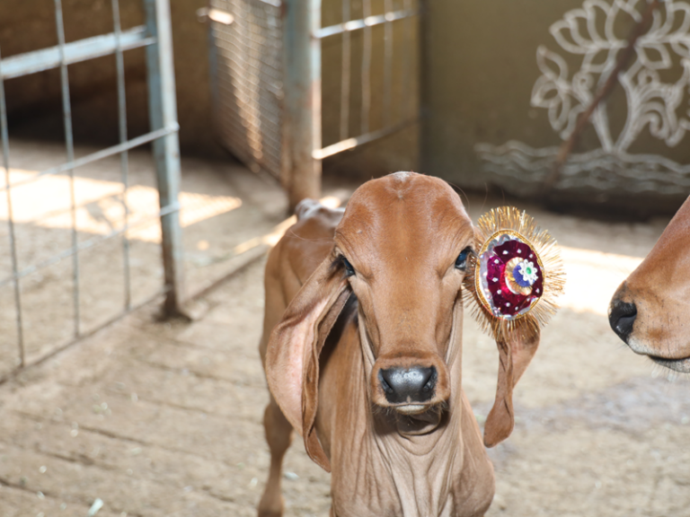 Gau Mata receiving love and care