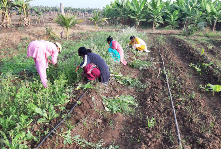 Women participating in organic farming