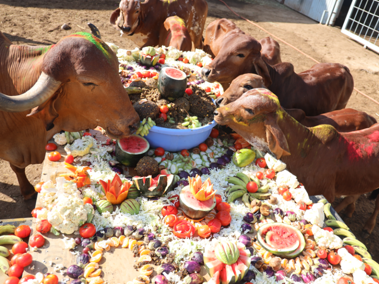 Gau Seva at Shri Leela Gaudham