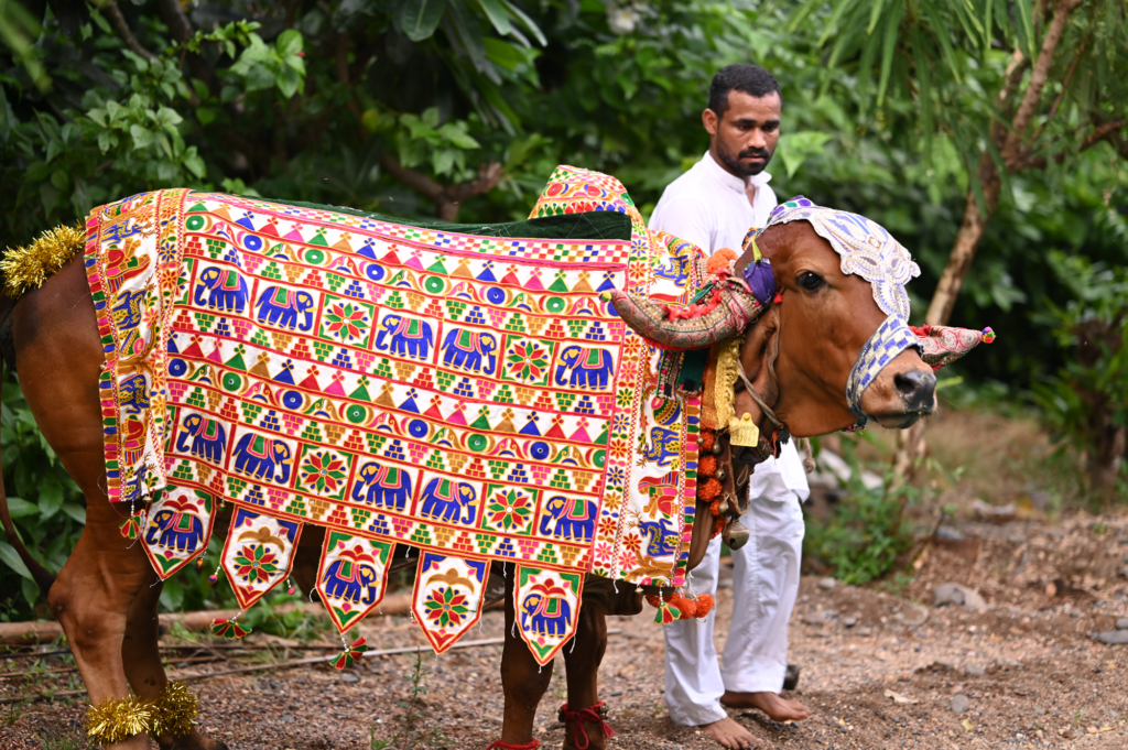 Celebrating special occasions with Gau Mata at Shri Leela Gaudham
