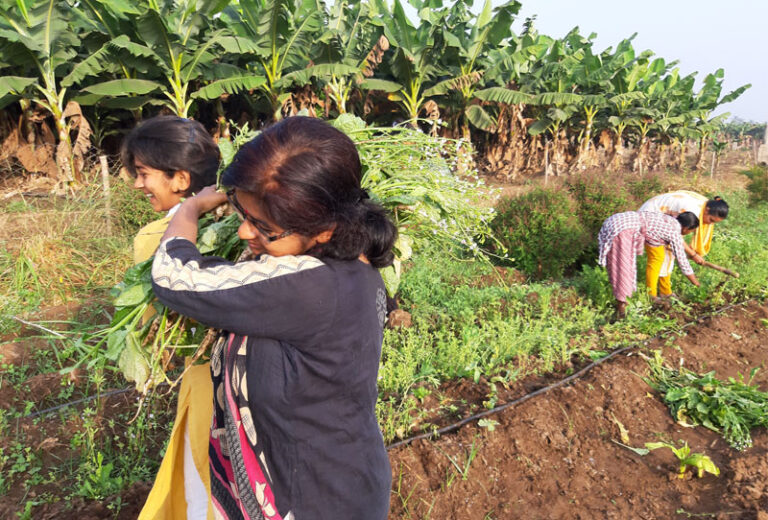 Women contributing to Gaushala initiatives
