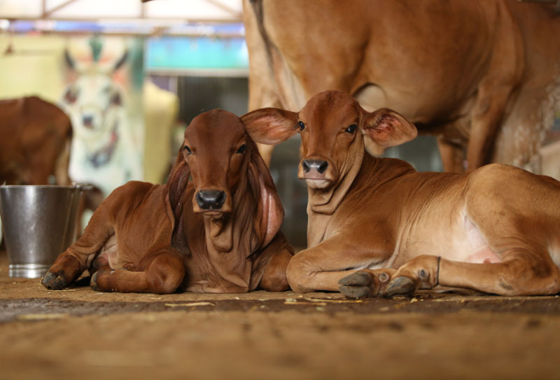 Bonding with Gau Mata