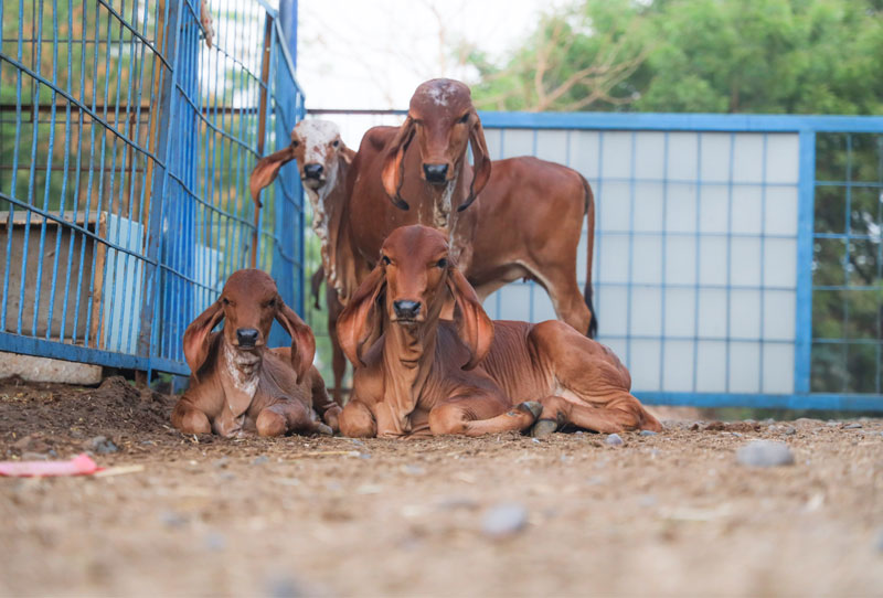 Daily Gau Seva