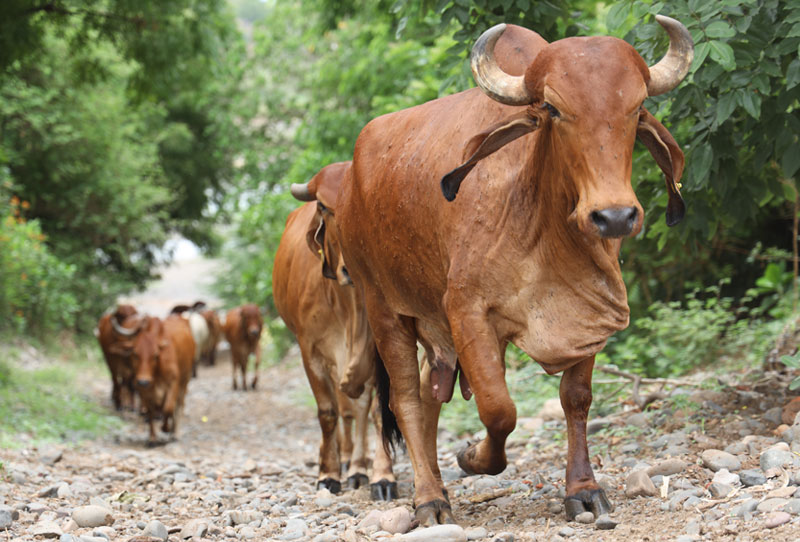 Gau Mata traditions