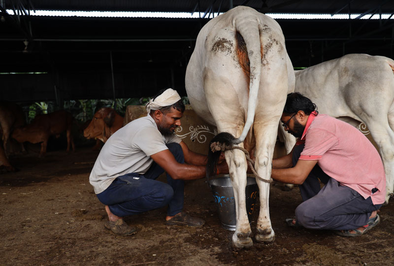 Care and respect for Gau Mata