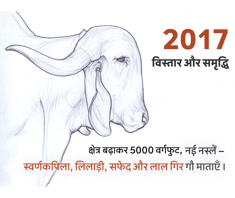 Indigenous Gau breeds at Shri Leela Gaudham in 2017
