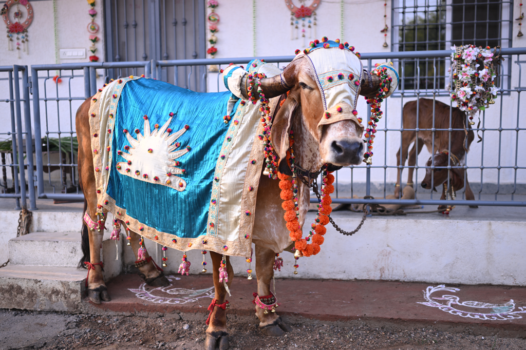 Gopashtami celebration at Shri Leela Gaudham