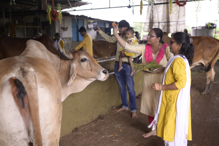 Gau Puja and devotional rituals