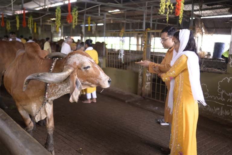 Devotees spending time with Gau Mata