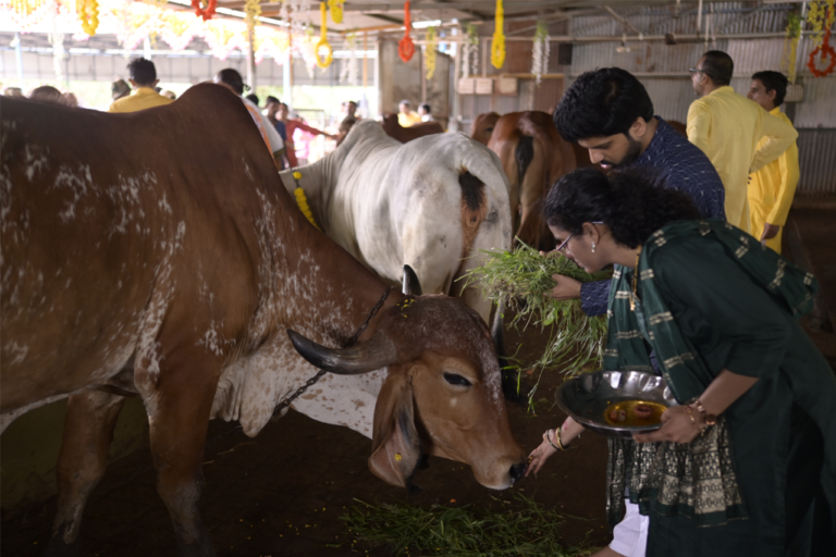 Gopashtami celebration at the Gaudham