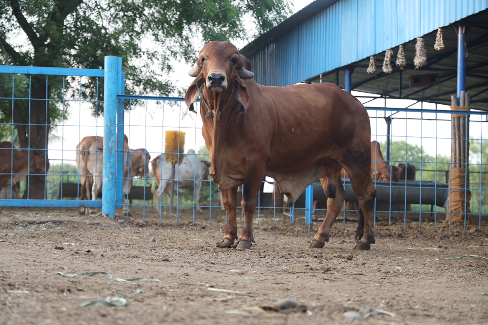 Gauputra, red Gir bull at Shri Leela Gaudham