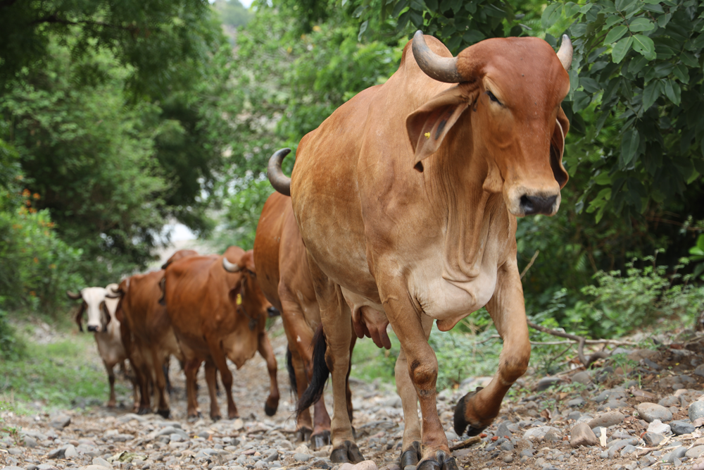 Gau Seva
