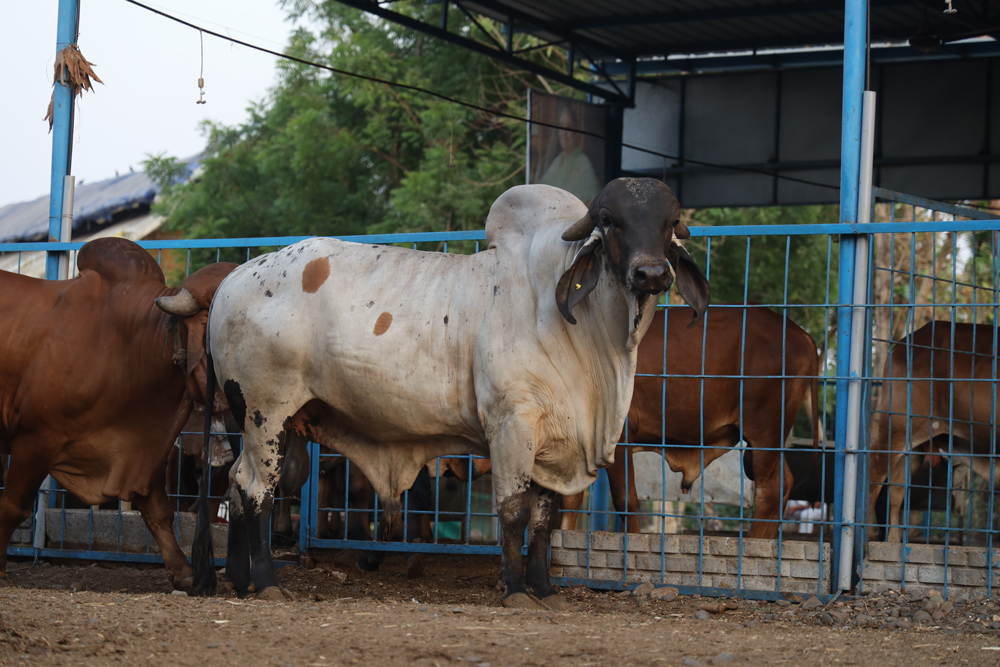 Gau Mata