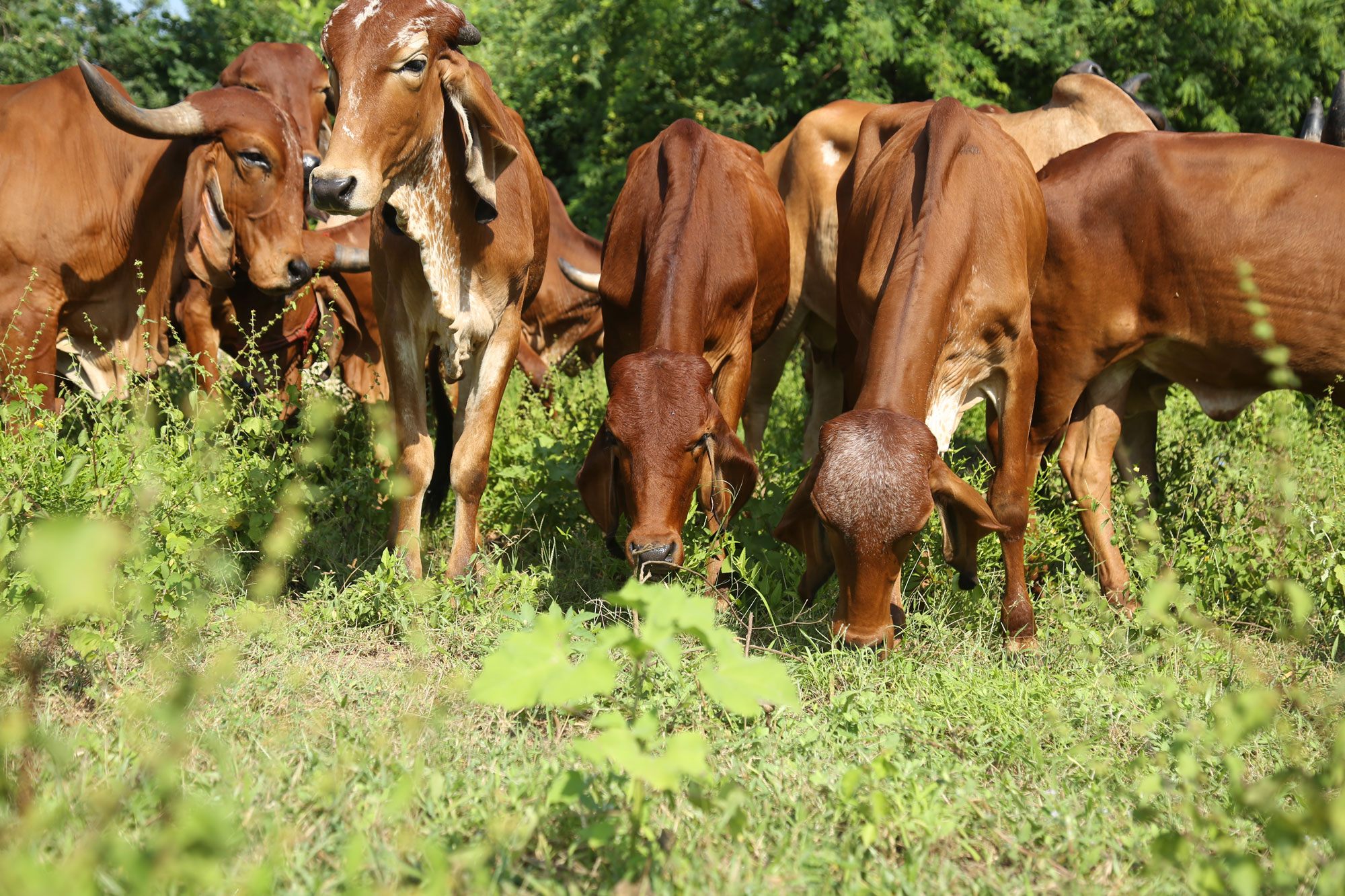 Free-Range Grazing