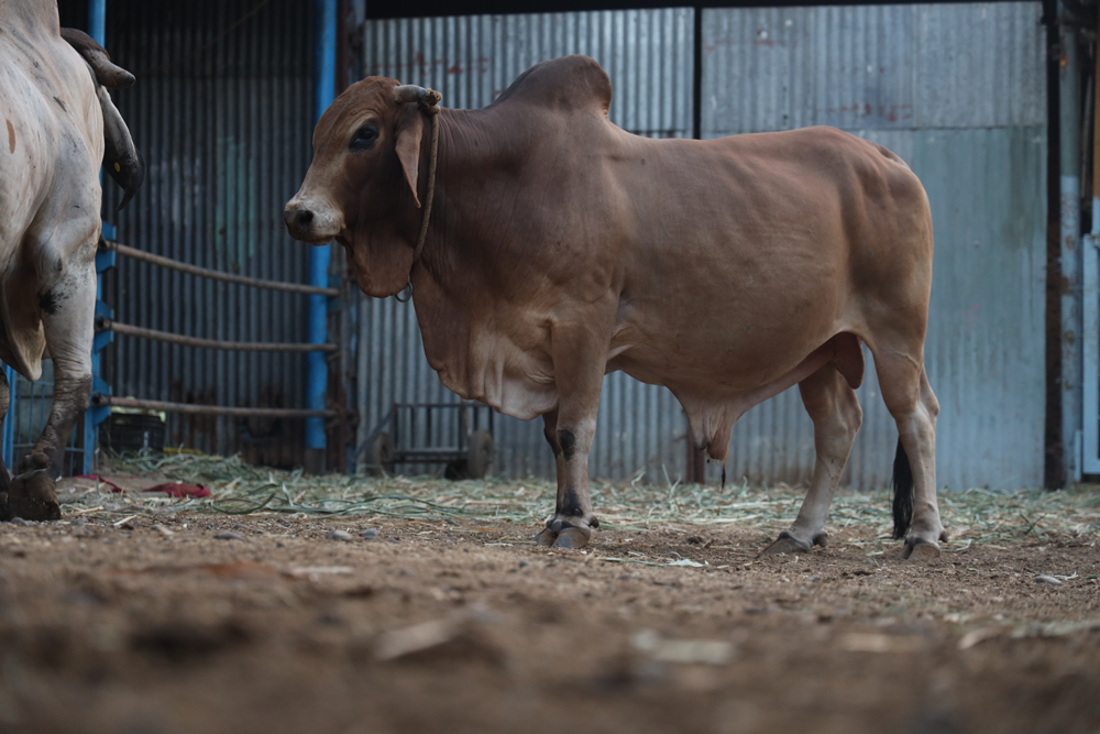 Shahi, light-red Sahiwal bull at Shri Leela Gaudham
