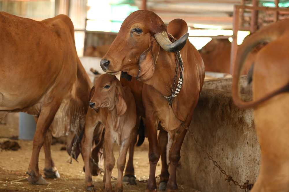 Gau Seva