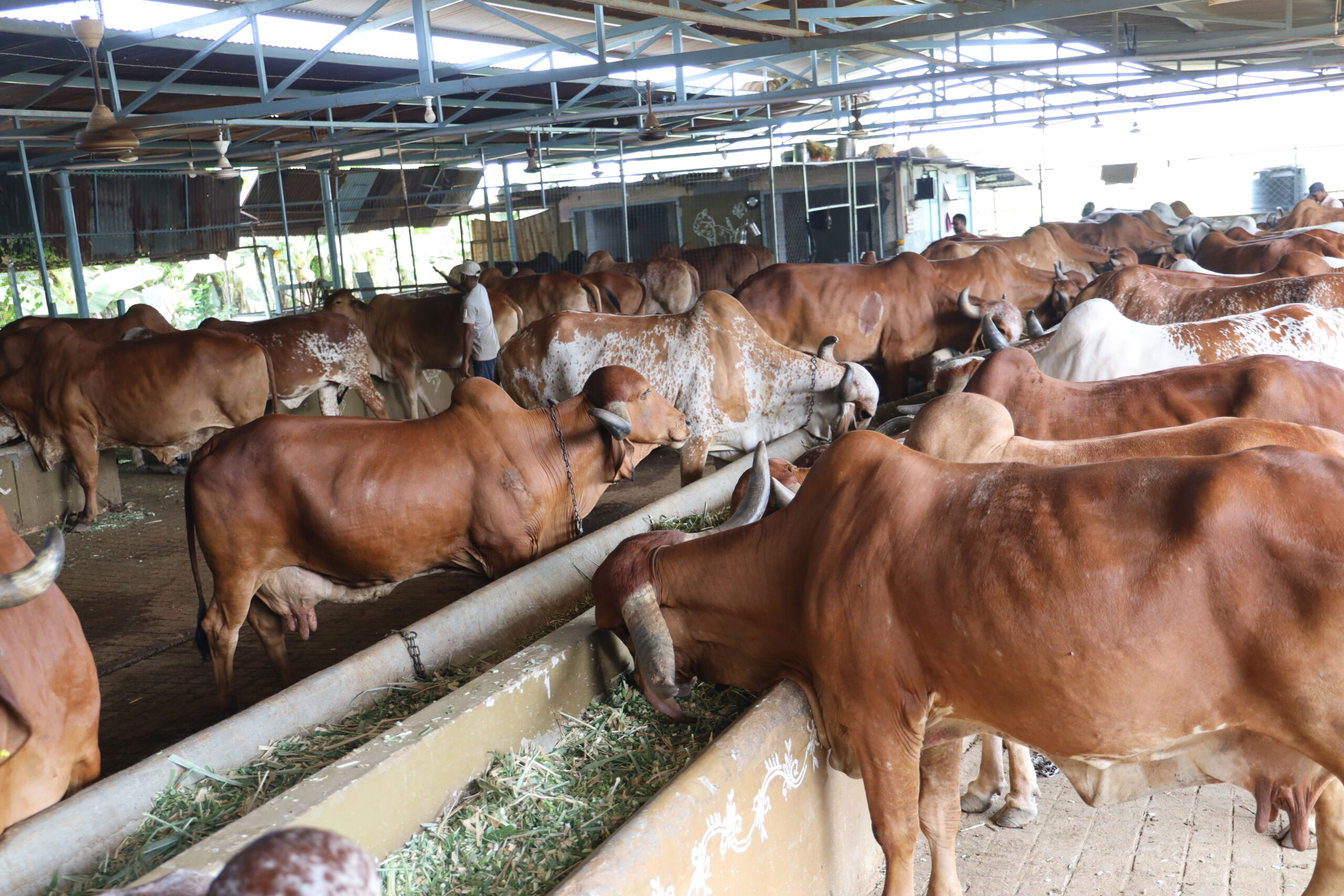 Happy Nature Happy Gau