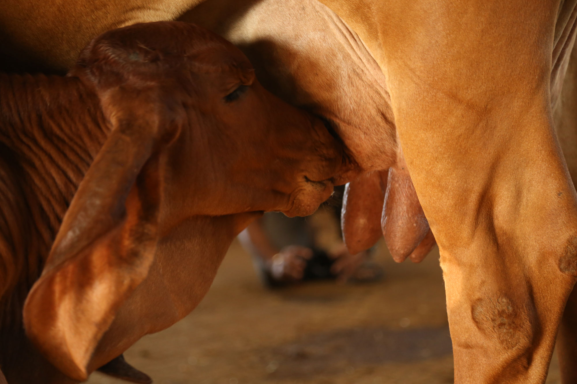 Calf First Nourishment