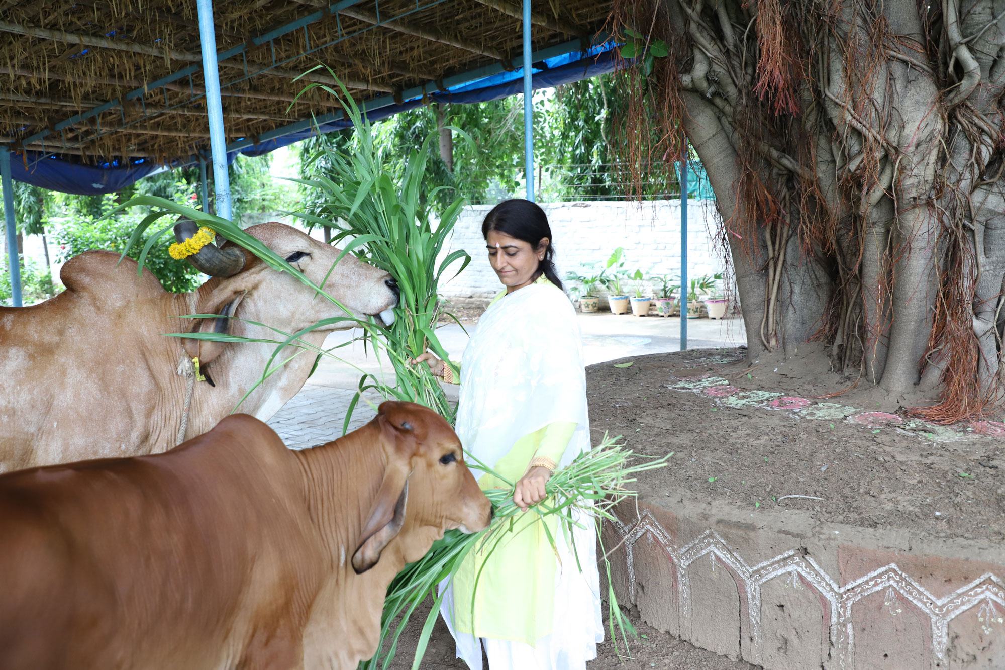 Gau Care with Empathy